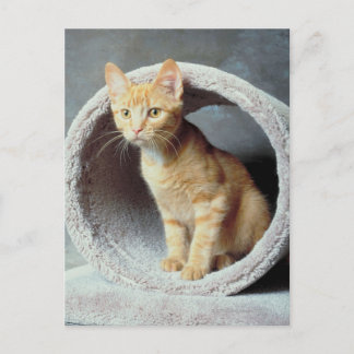 Orange Cat in Toy Postkarte