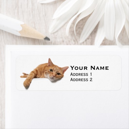 Orange Cat Lay Down (Insitu)