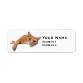 Orange Cat Lay Down (Vorne)