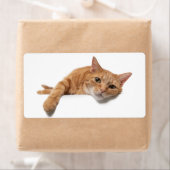 Orange Cat Lay Down (Insitu)