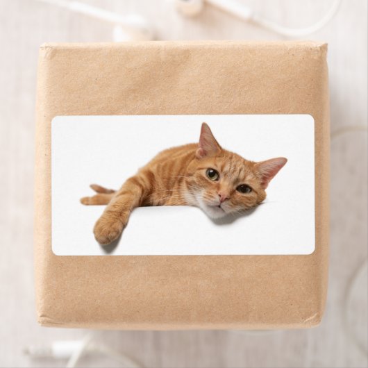 Orange Cat Lay Down (Insitu)