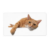 Orange Cat Lay Down (Vorne)