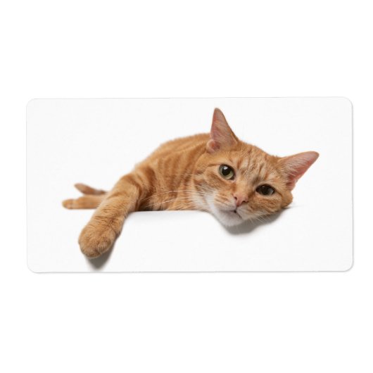 Orange Cat Lay Down (Vorne)