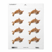 Orange Cat Lay Down (Vorne)