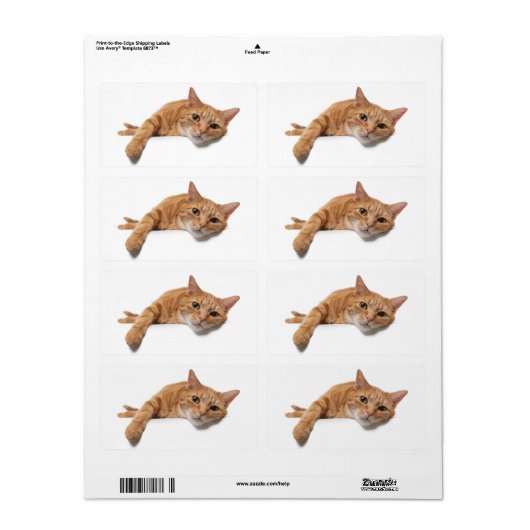 Orange Cat Lay Down (Vorne)