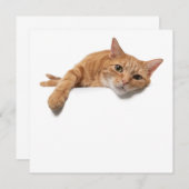 Orange Cat Lay Down Ankündigung (Vorne/Hinten)