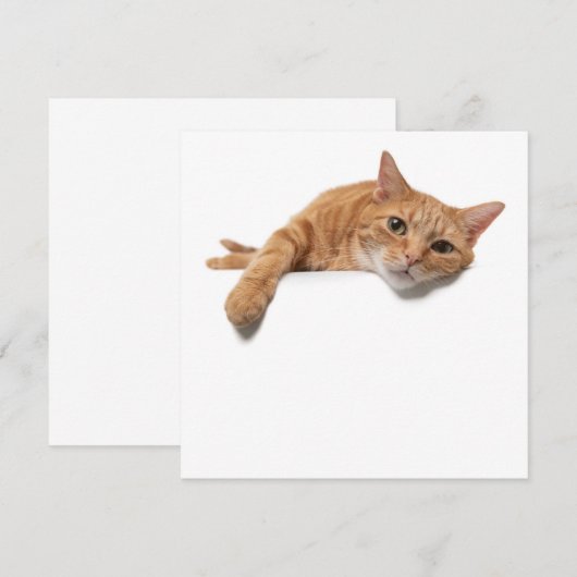 Orange Cat Lay Down Ankündigung (Vorne/Hinten)