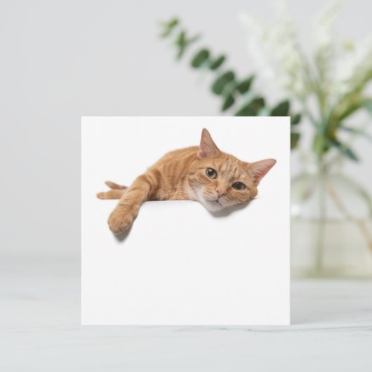 Orange Cat Lay Down Ankündigung (Stehend Vorderseite)