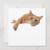 Orange Cat Lay Down Ankündigung (Vorderseite)
