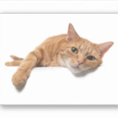 Orange Cat Lay Down Aufkleber (Vorderseite)