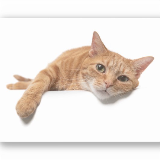 Orange Cat Lay Down Aufkleber (Vorderseite)