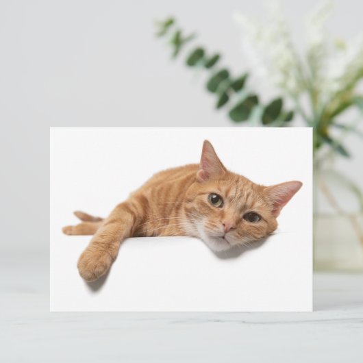 Orange Cat Lay Down Einladung (Stehend Vorderseite)