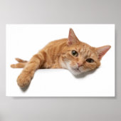 Orange Cat Lay Down Poster (Vorne)