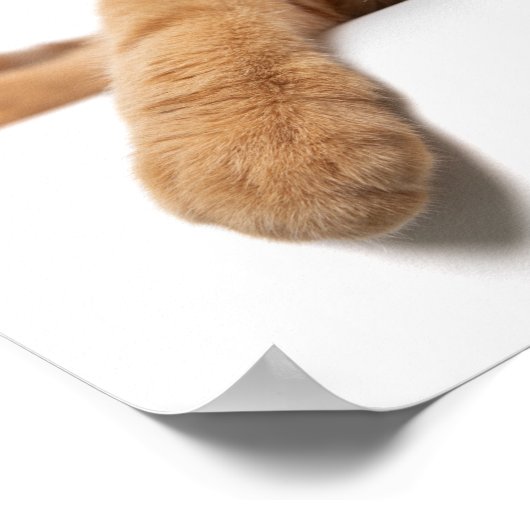 Orange Cat Lay Down Poster (Ecke)