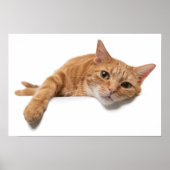 Orange Cat Lay Down Poster (Vorne)