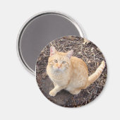 Orange Cat Magnet (Vorderseite/Rückseite)