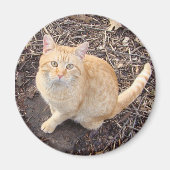 Orange Cat Magnet (Vorne)