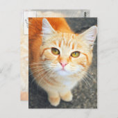 Orange Cat Post Card Postkarte (Vorne/Hinten)