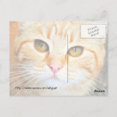 Orange Cat Post Card Postkarte (Rückseite)