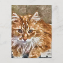 Orange Cat Postcard