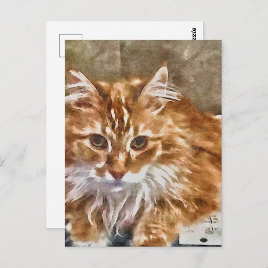 Orange Cat Postcard Postkarte (Vorne/Hinten)