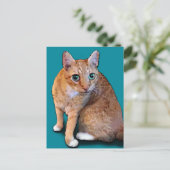 Orange Cat Postkarte (Stehend Vorderseite)