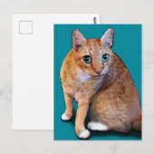 Orange Cat Postkarte (Vorne/Hinten)