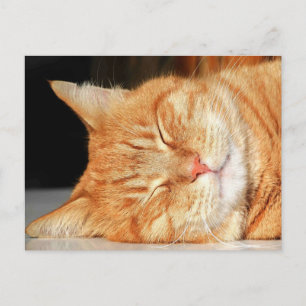Orange Cat Postkarte