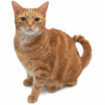 Orange Cat Standing Freistehende Fotoskulptur<br><div class="desc">Orange tabby cat standing looking at camera</div>