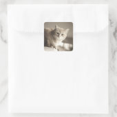 Orange Cat Stickers (Tasche)