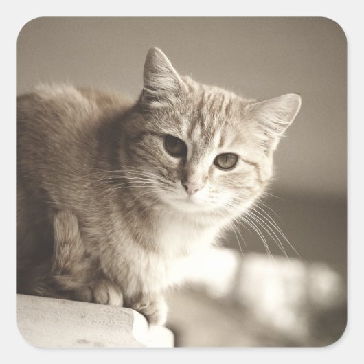 Orange Cat Stickers (Vorderseite)