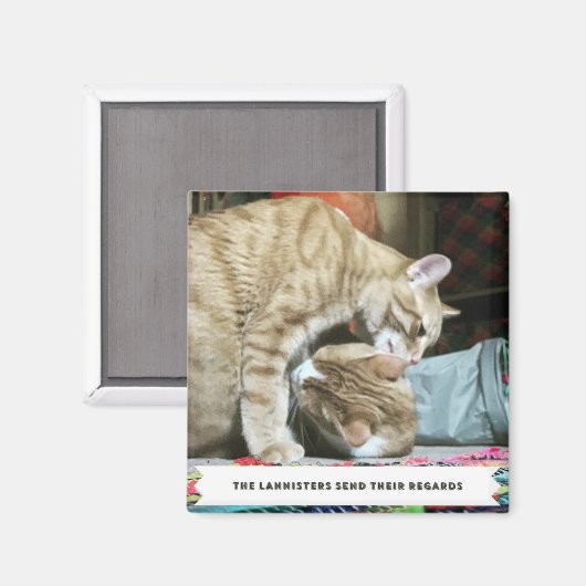 Orange Cats Magnet (Vorderseite/Rückseite)