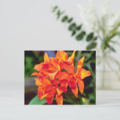 Orange Cattleya Blume Postkarte (Stehend Vorderseite)