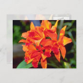 Orange Cattleya Blume Postkarte (Vorne/Hinten)