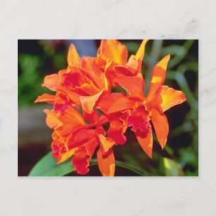 Orange Cattleya Blume Postkarte