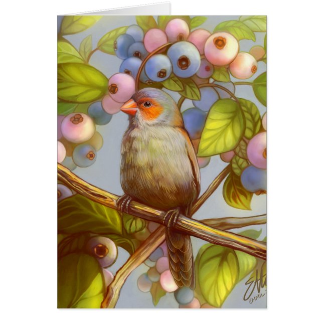 Orange cheeked waxbill Fink mit Blaubeeren (Vorne)