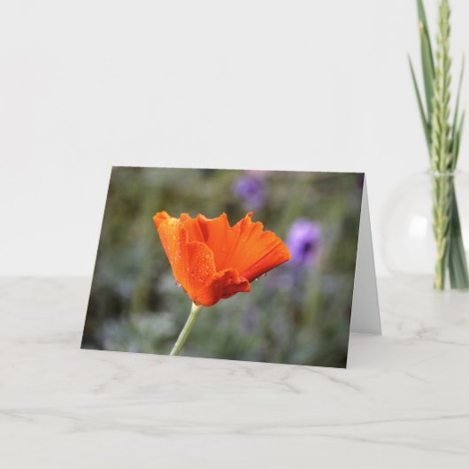Orange-Chiffon-Mohn und -Wand Karte (Vorderseite)