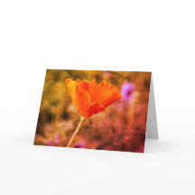 Orange-Chiffon-Mohn und -Wand