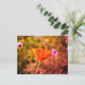 Orange-Chiffon-Mohn und -Wand Postkarte (Stehend Vorderseite)