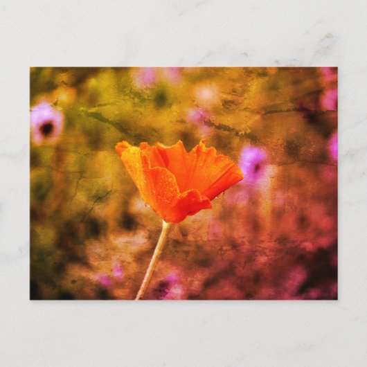 Orange-Chiffon-Mohn und -Wand Postkarte (Vorderseite)