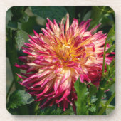 Orange Chrysanthemum Fotografie, kanadische Schönh Getränkeuntersetzer (Vorderseite)