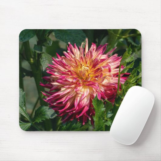 Orange Chrysanthemum Fotografy, kanadische Blume Mousepad (Mit Mouse)