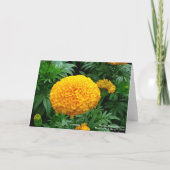 Orange Chrysanthemum Karte (Rückseite)