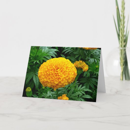 Orange Chrysanthemum Karte (Vorderseite)