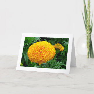 Orange Chrysanthemum Karte