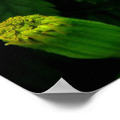 Orange Chrysanthemum Poster (Ecke)