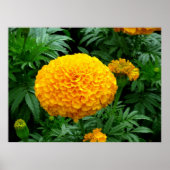 Orange Chrysanthemum Poster (Vorne)