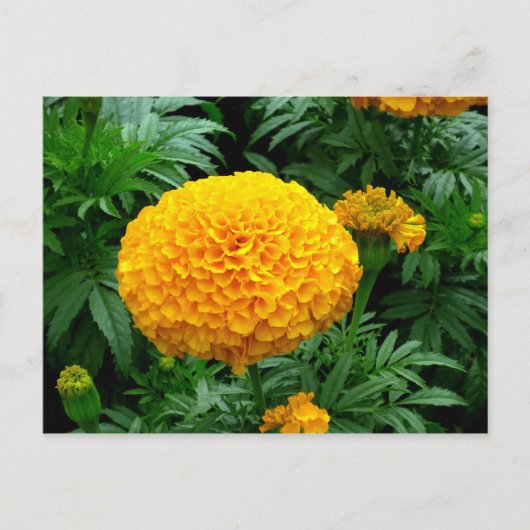 Orange Chrysanthemum Postkarte (Vorderseite)