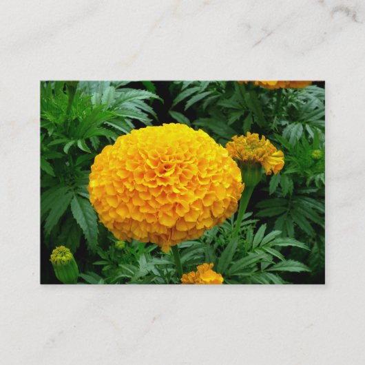 Orange Chrysanthemum Visitenkarte (Vorderseite)