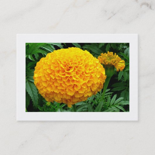 Orange Chrysanthemum Visitenkarte (Vorderseite)